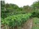 Palmwoods QLD 4555