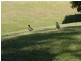 Nambour QLD 4560