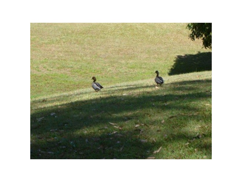 Nambour QLD 4560
