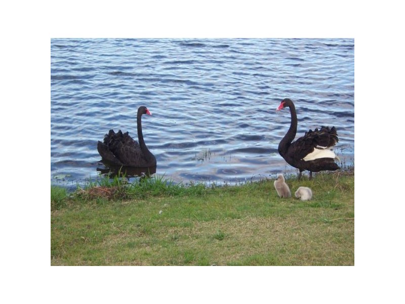 17 Courtenay Place, Sippy Downs QLD 4556