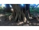 Belli Park QLD 4562