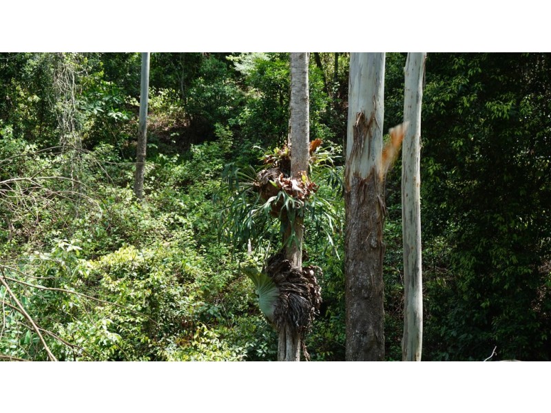 314 Old Ceylon Road, Ridgewood QLD 4563