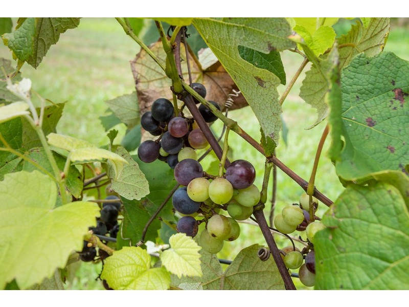 70 Black Mountain Road, Black Mountain QLD 4563