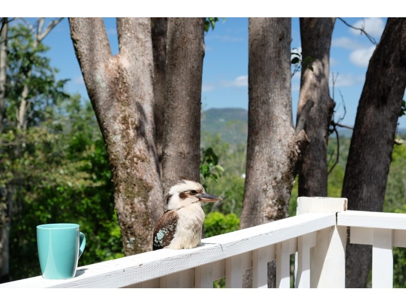 Eumundi QLD 4562