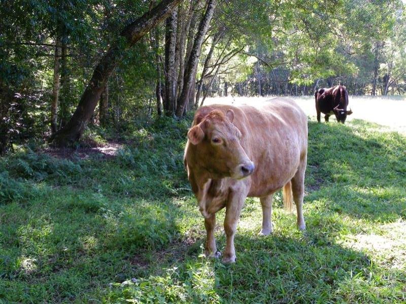 358 Candle Mountain Drive, Peachester QLD 4519