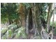 Maleny QLD 4552