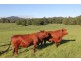 Peachester QLD 4519