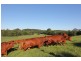Peachester QLD 4519
