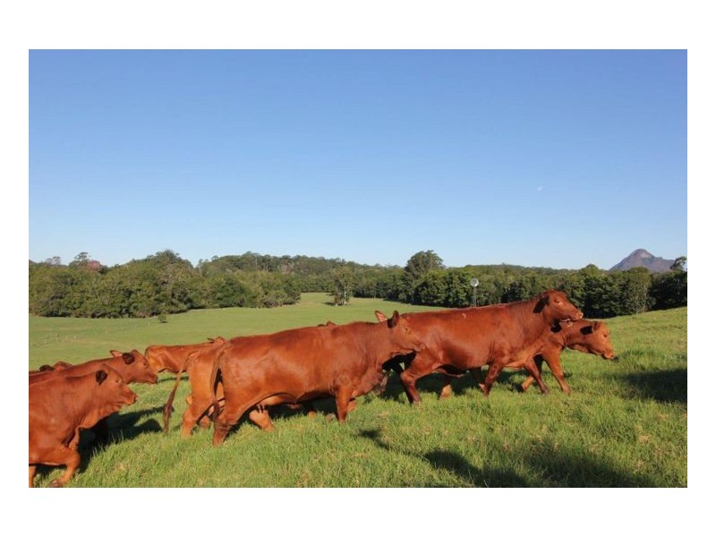 Peachester QLD 4519