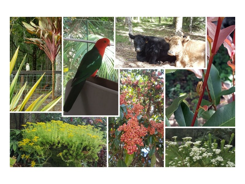 2 Meadowood Rise, Mapleton QLD 4560