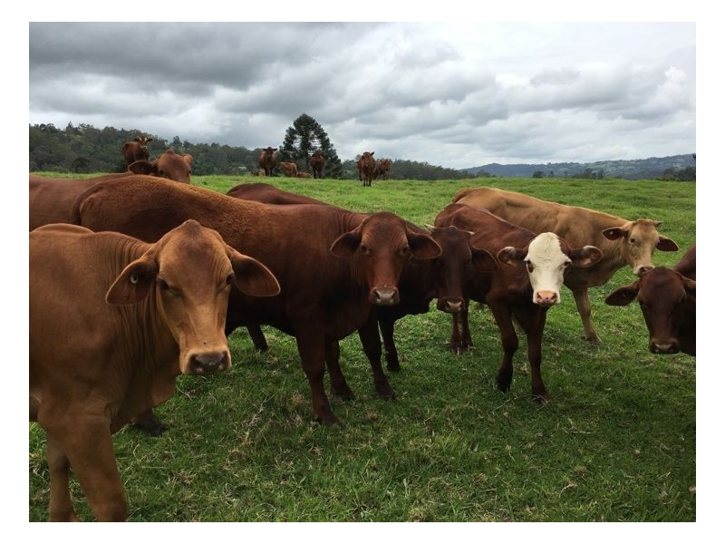 780 Maleny Kenilworth Road, Elaman Creek, Maleny QLD 4552