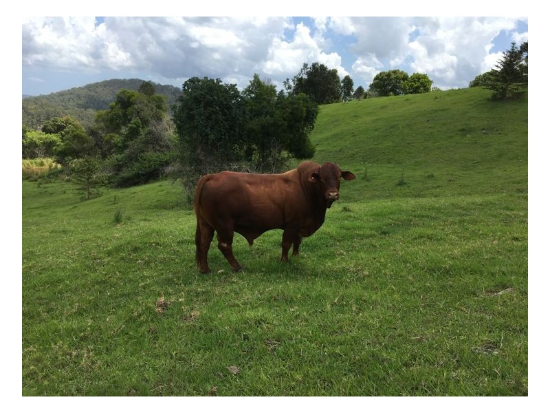 780 Maleny Kenilworth Road, Elaman Creek, Maleny QLD 4552