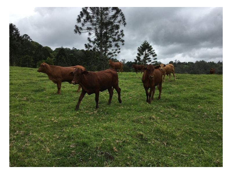 780 Maleny Kenilworth Road, Elaman Creek, Maleny QLD 4552