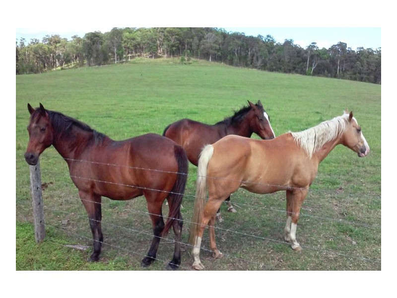 Yandina Creek QLD 4561