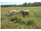Yandina Creek QLD 4561