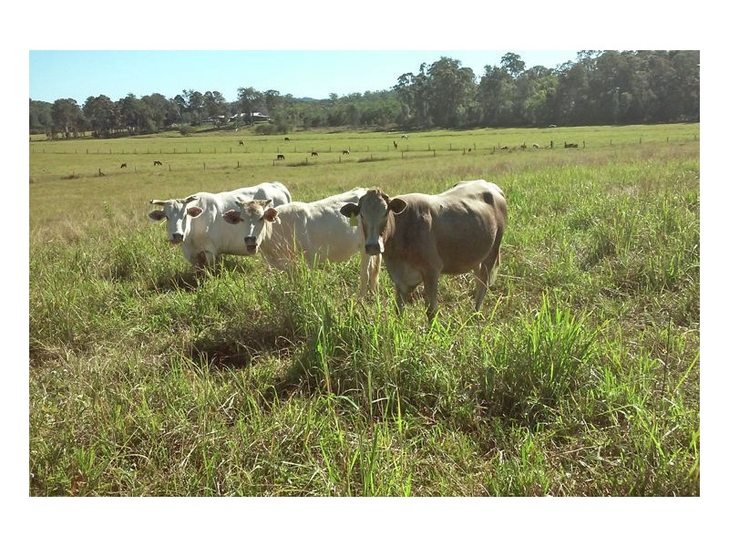 Yandina Creek QLD 4561