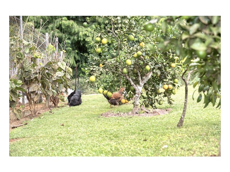 29 Treehaven Way, Maleny QLD 4552