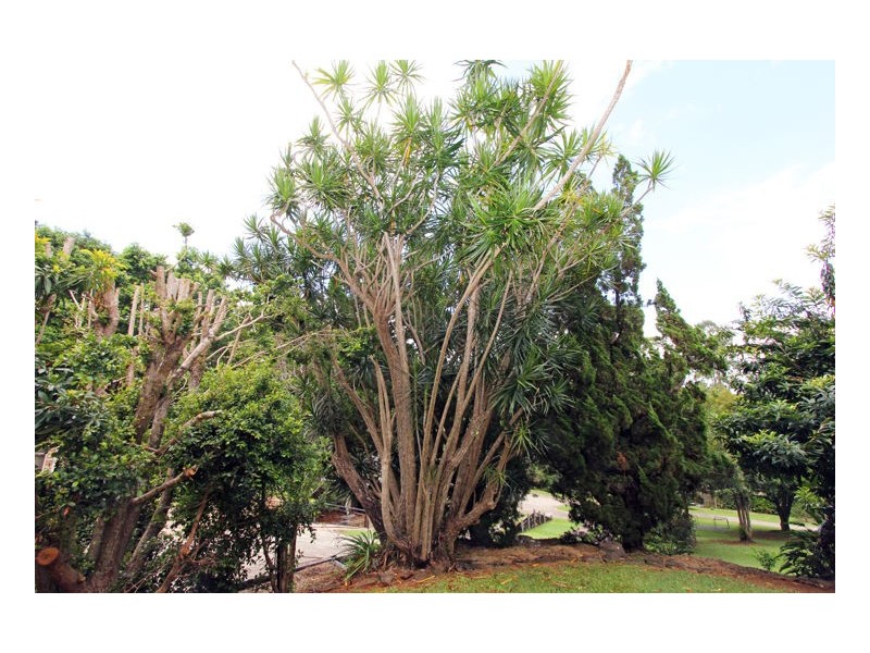 30 Miva Street, Maleny QLD 4552