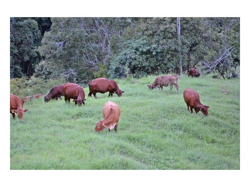 Curramore QLD 4552