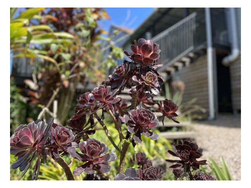 1723 Maleny-Stanley River Road, Booroobin QLD 4552