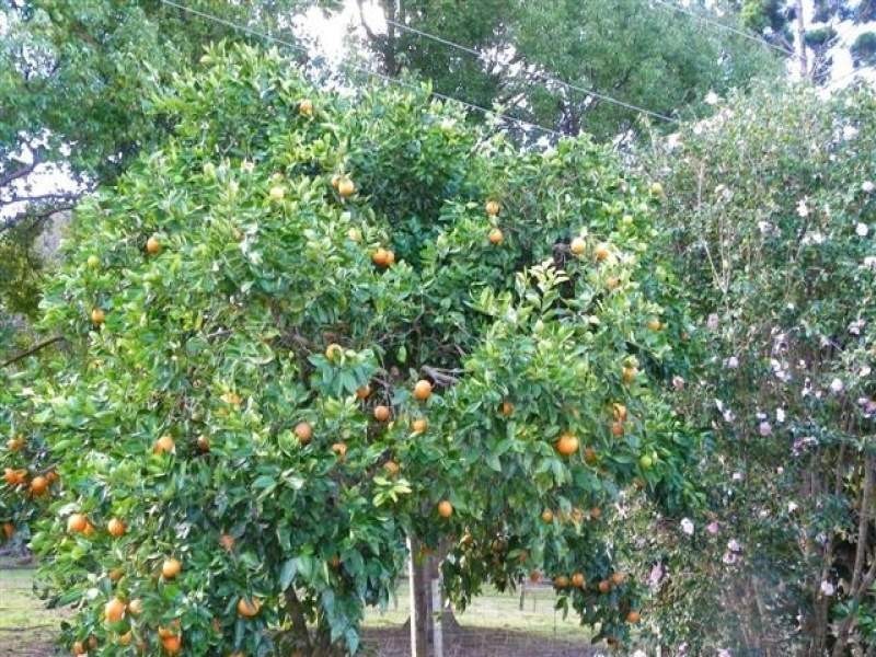 53 McCarthy Road, Maleny QLD 4552