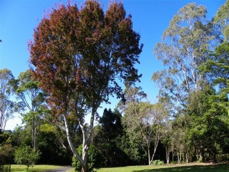 16 Avocado Lane, Maleny QLD 4552