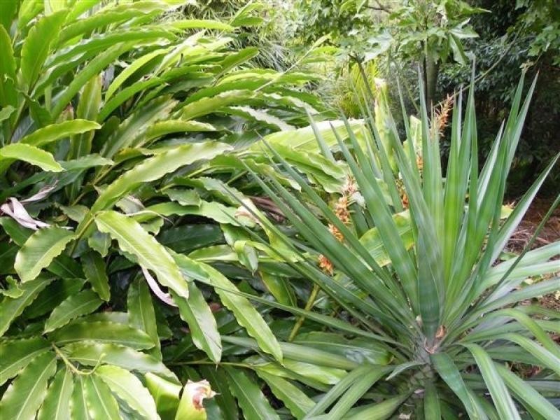 125/23 Macadamia Drive, Maleny QLD 4552