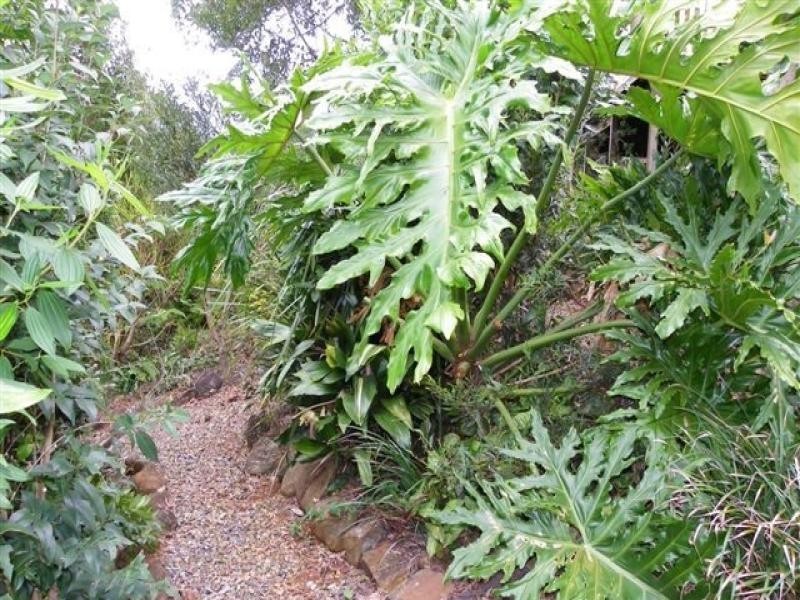 125/23 Macadamia Drive, Maleny QLD 4552