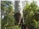 Bellthorpe QLD 4514
