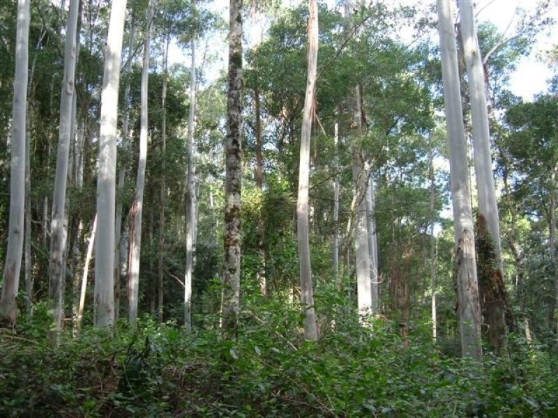 Bellthorpe QLD 4514