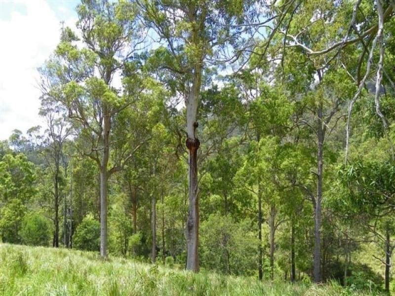 Conondale QLD 4552