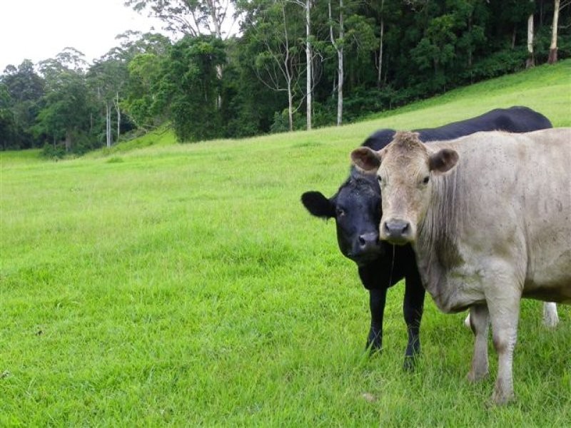 505 River Road, Peachester QLD 4519