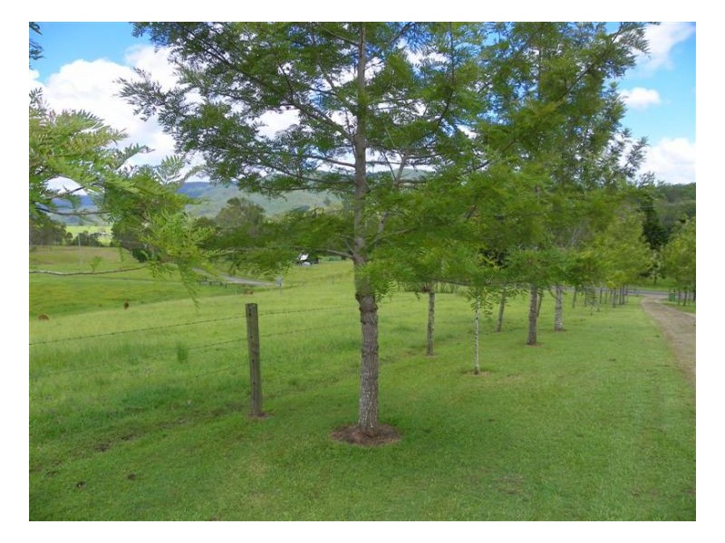 Maleny QLD 4552