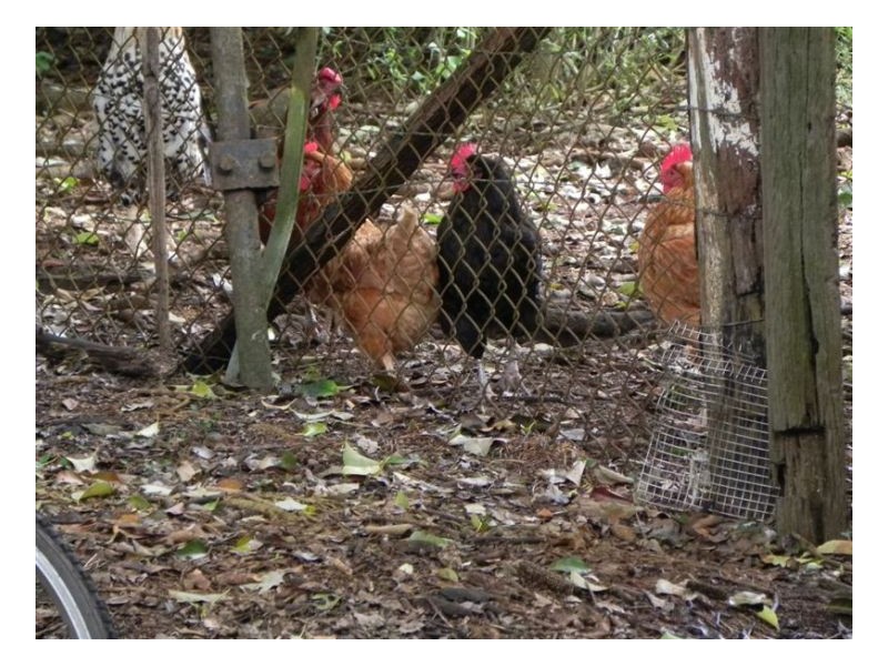 101 Maleny Kenilworth Road, Maleny QLD 4552