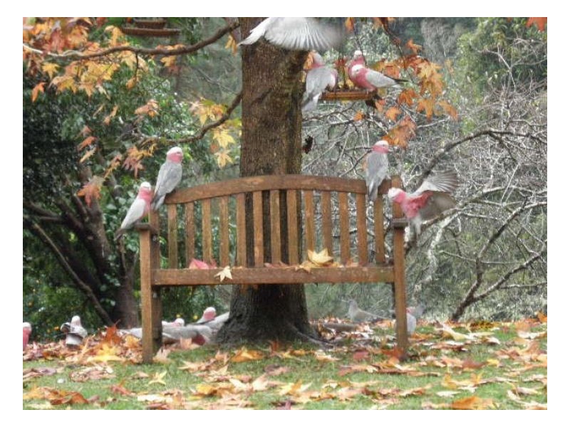 29 Obi Lane North, Maleny QLD 4552