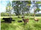 Conondale QLD 4552
