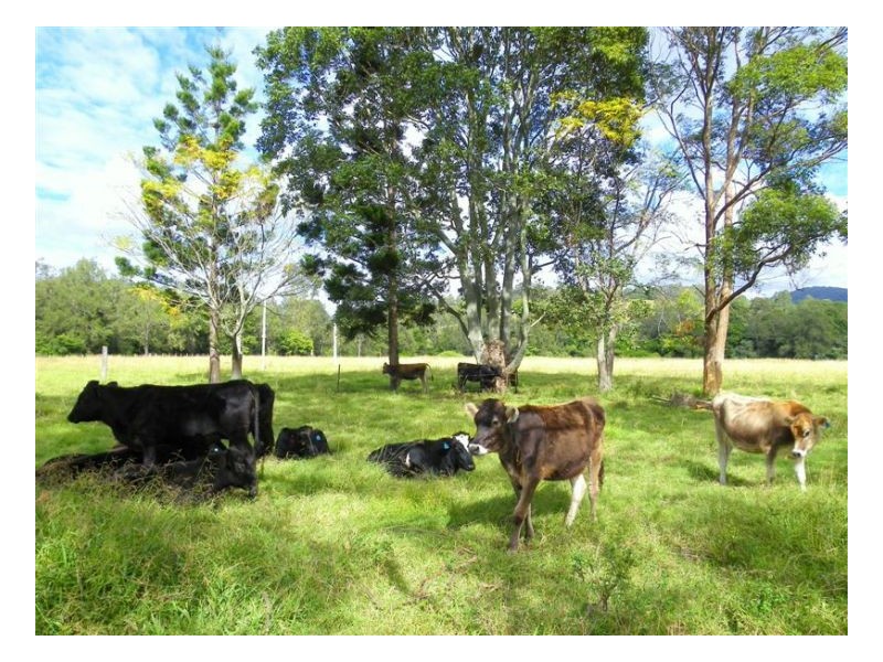 Conondale QLD 4552