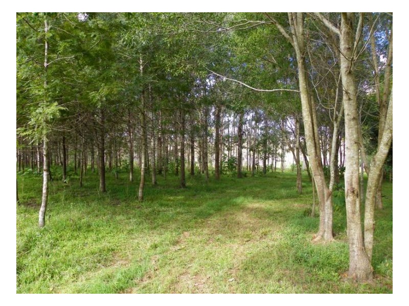 Conondale QLD 4552