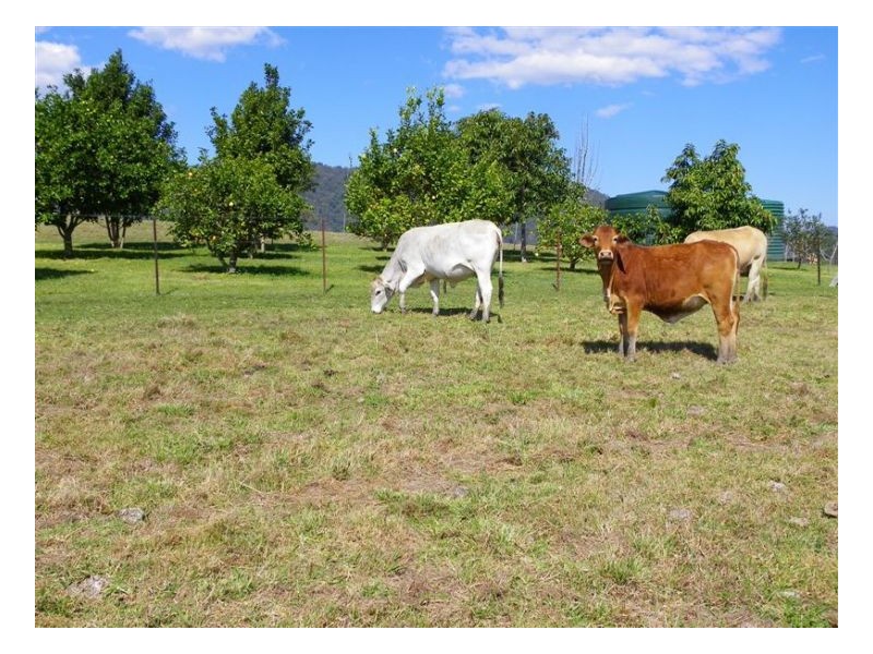 Conondale QLD 4552