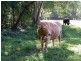 358 Candle Mountain Drive, Peachester QLD 4519