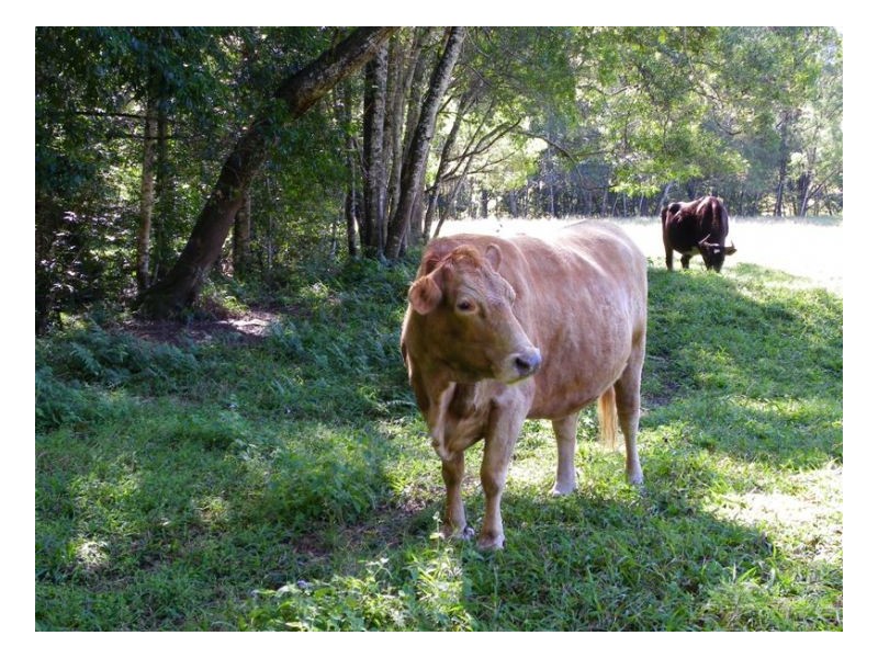 358 Candle Mountain Drive, Peachester QLD 4519