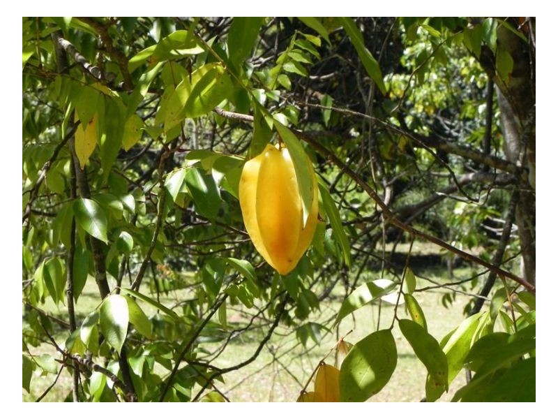 105 River Road, Peachester QLD 4519
