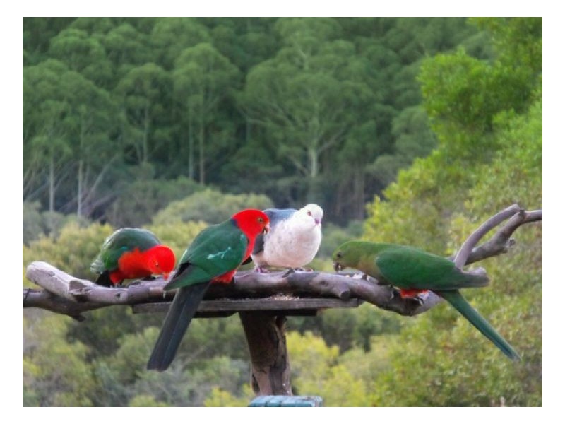 294 Witta Road, Witta QLD 4552