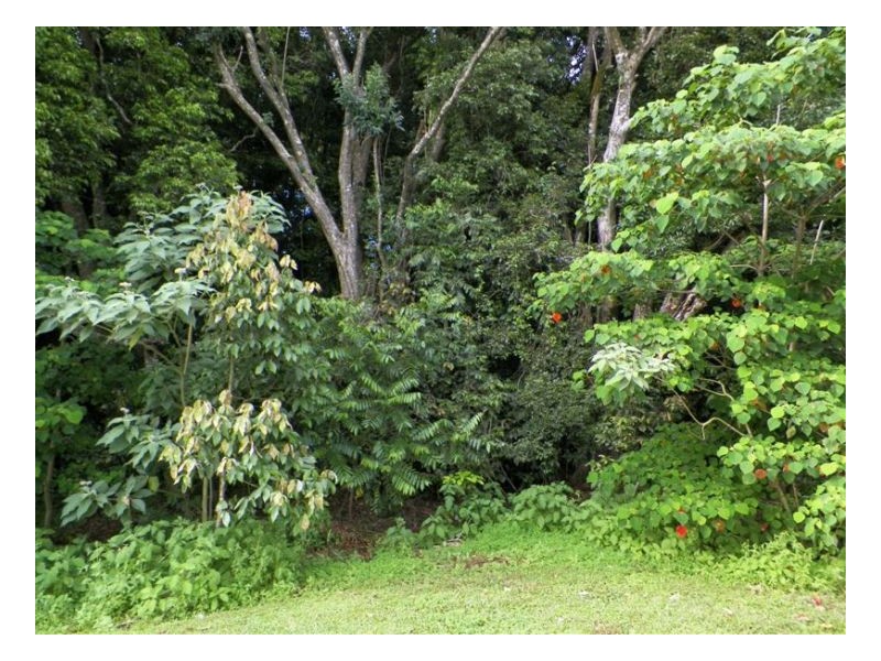 580 Mountain View Road, Maleny QLD 4552