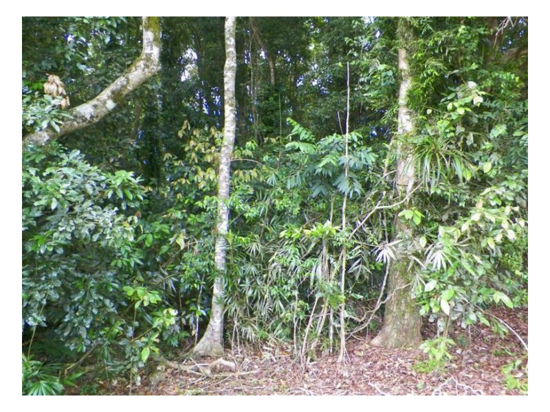 580 Mountain View Road, Maleny QLD 4552