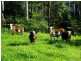 Conondale QLD 4552
