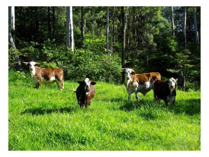 Conondale QLD 4552