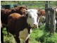 Conondale QLD 4552