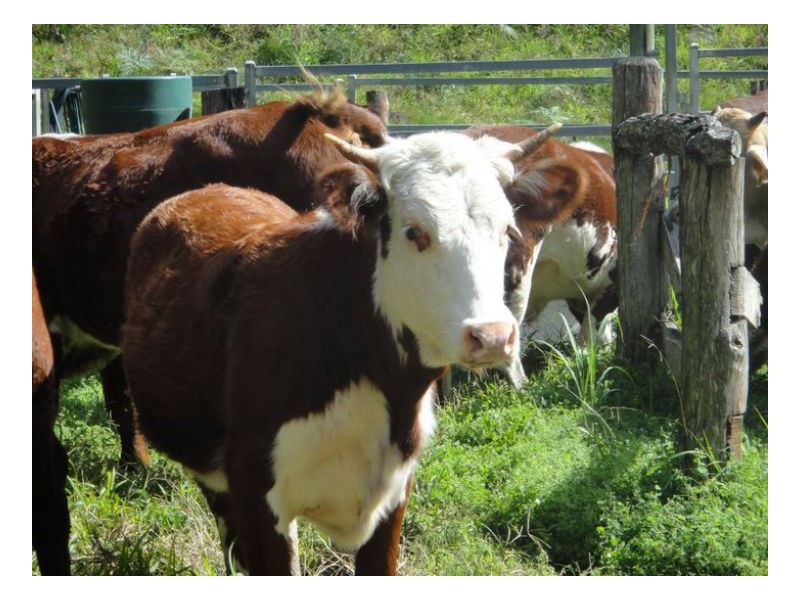 Conondale QLD 4552