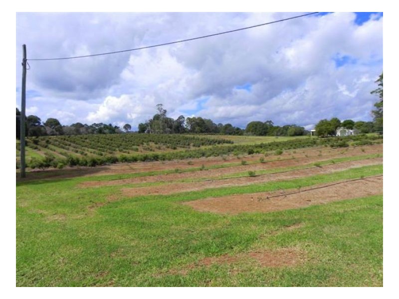 Witta QLD 4552
